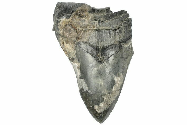 Partial, Fossil Megalodon Tooth #194013
